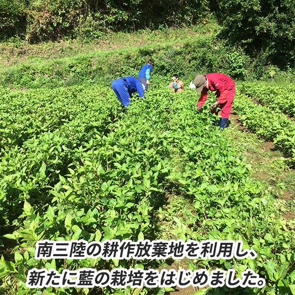 南三陸の耕作放棄地を利用し、新たに藍の栽培を始めました。