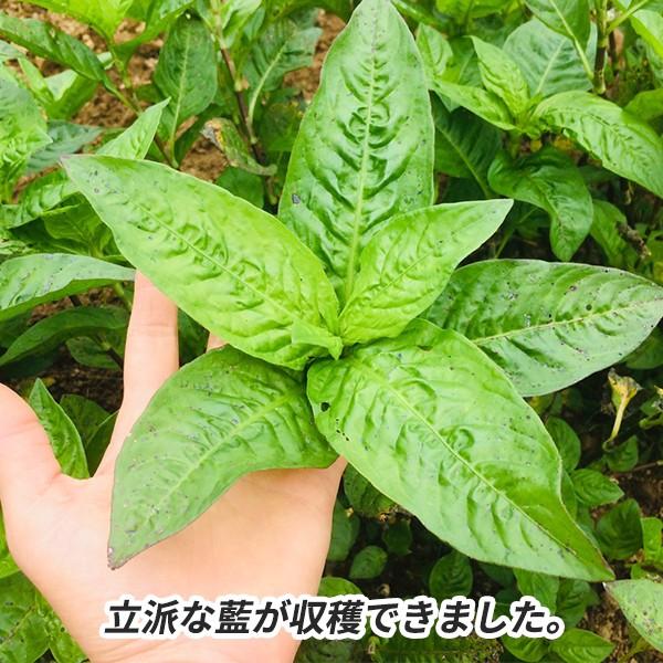 立派な藍が収穫できました。