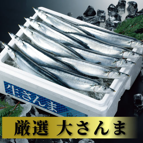 さんま10尾（厳選大サイズ） - ホテル観洋セレクトショップ